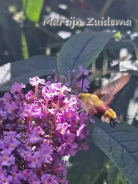 Glasvleugel pijlstaart [Hemaris fuciformis]